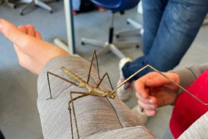 Ganz mutige Besucher gingen sogar mit den Stabheuschrecken sogar auf Tuchfühlung