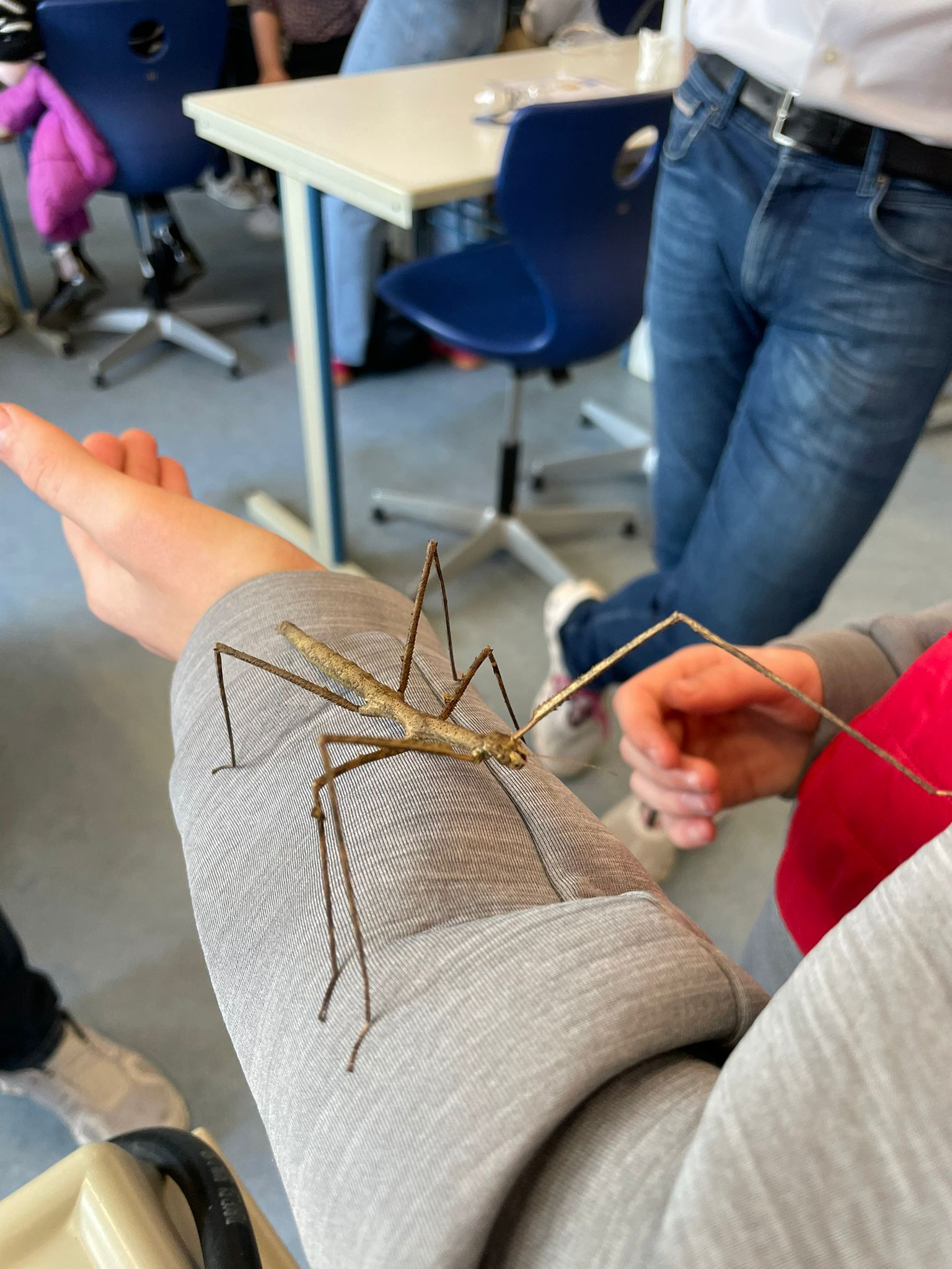 Ganz mutige Besucher gingen sogar mit den Stabheuschrecken sogar auf Tuchfühlung